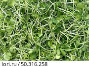 Microgreens background as young shoots and fresh garden sprouts or raw sprout microgreen. Стоковое фото, агентство Ingram Publishing / Фотобанк Лори