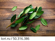 Green bay leaves on wooden background. Laurel leaf. Bay laurel leaves. Стоковое фото, агентство Ingram Publishing / Фотобанк Лори