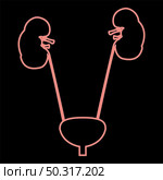 Neon bladder and kidney it is the red color vector illustration flat style light image. Neon bladder and kidney the red color vector illustration flat style image. Стоковая иллюстрация, агентство Ingram Publishing / Фотобанк Лори