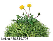 Yard weed as a dandelion flower pant as a symbol of grass weeds and herbicide as a garden or gardening and landscaping concept and backyard chores as mowing grass and landscaping job isolated on a white background. Стоковое фото, агентство Ingram Publishing / Фотобанк Лори