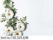 top view white daisies. Resolution and high quality beautiful photo. top view white daisies. High quality and resolution beautiful photo concept. Стоковое фото, агентство Ingram Publishing / Фотобанк Лори