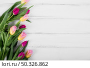 colorful tulips line. Beautiful photo. colorful tulips line. Стоковое фото, агентство Ingram Publishing / Фотобанк Лори