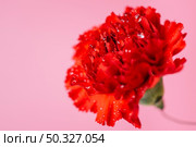 wet carnation pink. Beautiful photo. wet carnation pink. Стоковое фото, агентство Ingram Publishing / Фотобанк Лори