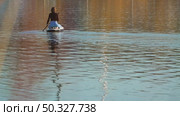 A woman in blue jeans and black sweatshirt sits on her knees on a sup board. Back view, she is calmly floating on an inflatable board on a serene lake surrounded by calm water. Стоковое видео, видеограф Воловодов Владимир / Фотобанк Лори