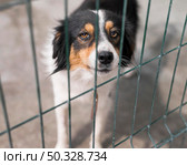 sad rescue dog fence adoption shelter. High resolution photo. sad rescue dog fence adoption shelter. High quality photo. Стоковое фото, агентство Ingram Publishing / Фотобанк Лори