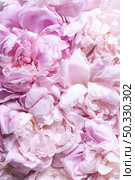 top view peony petals flowers. High resolution photo. top view peony petals flowers. High quality photo. Стоковое фото, агентство Ingram Publishing / Фотобанк Лори