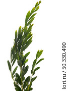 Acacia Melanoxylon or Acacia Penninervis, dark green, narrow leaves and small, ball-like, yellowish white flowers. Isolated on white background. Стоковое фото, агентство Ingram Publishing / Фотобанк Лори