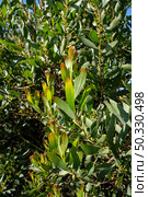 Acacia Melanoxylon or Acacia Penninervis, dark green, narrow leaves and small, ball-like, yellowish white flowers. Wild blackwood or Wattle is flowering plant in the pea family Fabaceae, Mimosoideae. Стоковое фото, агентство Ingram Publishing / Фотобанк Лори