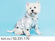 cute little dog costume. High resolution photo. cute little dog costume. High quality photo. Стоковое фото, агентство Ingram Publishing / Фотобанк Лори