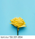 beautiful yellow rose blue background. High resolution photo. beautiful yellow rose blue background. High quality photo. Стоковое фото, агентство Ingram Publishing / Фотобанк Лори