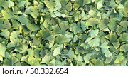 Ginkgo Biloba leaf background as a herbal medicine concept and natural phytotherapy medication symbol for healing. Стоковое фото, агентство Ingram Publishing / Фотобанк Лори