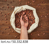 Top view of crop male hand taking handful of unpeeled cocoa beans from textile bag on wooden table. Person with handful of cocoa beans. Стоковое фото, агентство Ingram Publishing / Фотобанк Лори