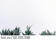 view small zebra cactus plants. Стоковое фото, агентство Ingram Publishing / Фотобанк Лори