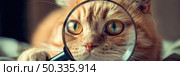 A cat with dilated pupils looks attentively through a magnifying glass, examining the details with curiosity. Стоковое AI-изображение, AI-художник Данила Большаков / Фотобанк Лори