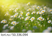 Camomile flower and sun shine. Nature composition. Стоковое фото, агентство Ingram Publishing / Фотобанк Лори