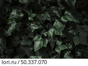 abstract ivy leaves background. Стоковое фото, агентство Ingram Publishing / Фотобанк Лори