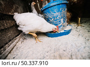 white hen feeding fodder coop. Стоковое фото, агентство Ingram Publishing / Фотобанк Лори