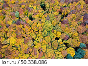Beautiful autumn deciduous forest with colorful trees from drone view. Natural seamless pattern.. Beautiful autumn forest from drone view. Стоковое фото, агентство Ingram Publishing / Фотобанк Лори