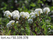 Багульник болотный (Ledum palustre). Куст растения во время цветения, Ямало-Ненецкий автономный округ. Стоковое фото, фотограф Григорий Писоцкий / Фотобанк Лори