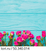 fuchsia roses turquoise background. Стоковое фото, агентство Ingram Publishing / Фотобанк Лори
