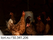 curious chickens looking different directions. Стоковое фото, агентство Ingram Publishing / Фотобанк Лори