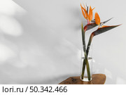 abstract minimal concept flower with shadows vase. Стоковое фото, агентство Ingram Publishing / Фотобанк Лори