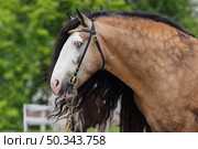 Beautiful Tinker horse with long mane portrait in nature background. Прекрасная лошадь породы Тинкер с длинной гривой на фоне лесной лужайки. Стоковое фото, фотограф Михаил Кондрашов / Фотобанк Лори