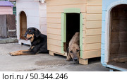 cute dogs their houses waiting be adopted. Стоковое фото, агентство Ingram Publishing / Фотобанк Лори