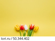 few fresh tulips yellow. Стоковое фото, агентство Ingram Publishing / Фотобанк Лори