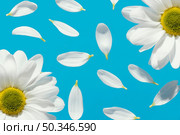 top view spring daisies with petals. Стоковое фото, агентство Ingram Publishing / Фотобанк Лори