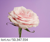 delicate rose purple background. Стоковое фото, агентство Ingram Publishing / Фотобанк Лори