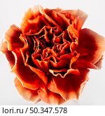 directly red carnations flower. Стоковое фото, агентство Ingram Publishing / Фотобанк Лори
