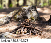 OLYMPUS DIGITAL CAMERA. unlit bonfire forest. Стоковое фото, агентство Ingram Publishing / Фотобанк Лори