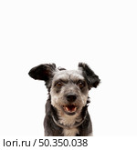 cute mixed breed puppy with. Стоковое фото, агентство Ingram Publishing / Фотобанк Лори