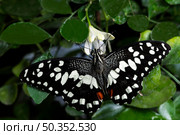 black white butterfly with its wings opened. Стоковое фото, агентство Ingram Publishing / Фотобанк Лори