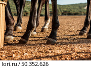 close up legs stud horses. Стоковое фото, агентство Ingram Publishing / Фотобанк Лори