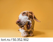 front view lovely dog eating bone. Стоковое фото, агентство Ingram Publishing / Фотобанк Лори
