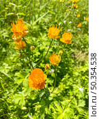 Купальница Ледебура (Trollius ledebourii) в дикой природе. Россия, город Владивосток, остров Русский, бухта Ахлестышева. Стоковое фото, фотограф Овчинникова Ирина / Фотобанк Лори