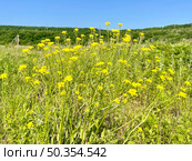 Erysimum amurense Kitag, (семейство Brassicaceae). Желтушник амурский на берегу реликтового озера Ахлестышева на острове Русский. Россия, Владивосток. Стоковое фото, фотограф Овчинникова Ирина / Фотобанк Лори