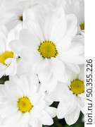 white flowers arrangement close up. Стоковое фото, агентство Ingram Publishing / Фотобанк Лори