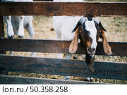 close up goat peeks out from wooden fence farm. Стоковое фото, агентство Ingram Publishing / Фотобанк Лори