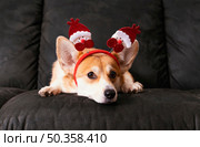 cute corgi sitting couch. Стоковое фото, агентство Ingram Publishing / Фотобанк Лори