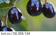 Shimmering Black Chokeberries in Natural Light. Close-up of glossy black chokeberries with reflections on skin, hanging from branch in soft green bokeh background. Стоковое AI-видео, аниматор Башкирова Анна / Фотобанк Лори
