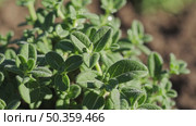 Dewy Thyme Leaves in Morning Sunlight. Close-up of fresh thyme leaves covered with dew under early sun, capturing herbal freshness and delicate garden textures. Стоковое AI-видео, аниматор Башкирова Анна / Фотобанк Лори