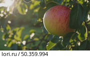 Red Apple on Tree at Sunset Light. Ripe red apple hanging on a tree branch in a serene orchard, glowing in warm sunset light with blurred green background. Стоковое AI-видео, аниматор Башкирова Анна / Фотобанк Лори