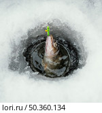 frozen fish with snow around. Стоковое фото, агентство Ingram Publishing / Фотобанк Лори