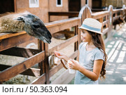 portrait pretty girl feeding food alpaca farm. Стоковое фото, агентство Ingram Publishing / Фотобанк Лори