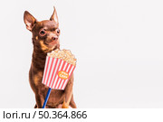 popcorn prop front russian toy dog isolated white background. Стоковое фото, агентство Ingram Publishing / Фотобанк Лори
