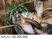 close up rabbit eating grass. Стоковое фото, агентство Ingram Publishing / Фотобанк Лори