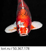 top view colorful koi fishes 3. Стоковое фото, агентство Ingram Publishing / Фотобанк Лори